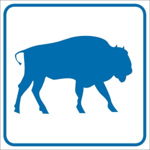 Żubry