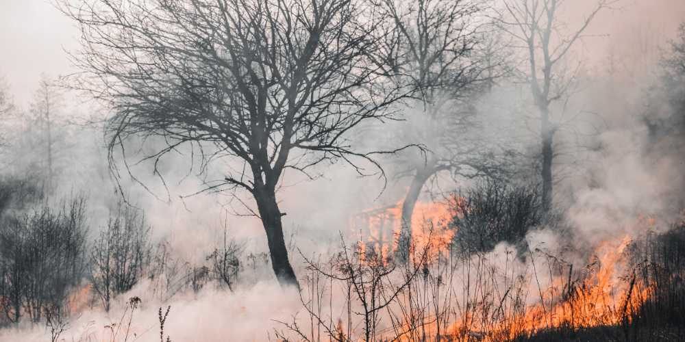 Najczęstsze przyczyny powstawania pożarów lasów